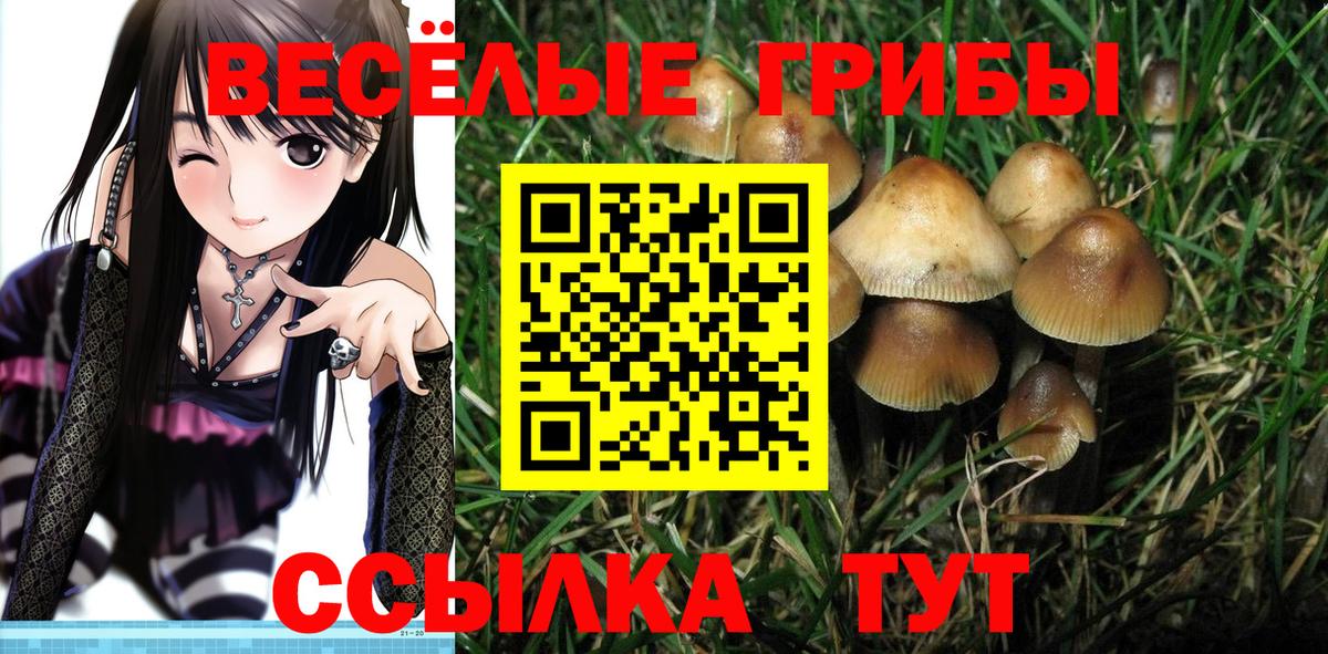 Галлюциногенные грибы Magic Shrooms  Вход с VPN  Камышин  Псилоцибиновые грибы Psilocybe 
